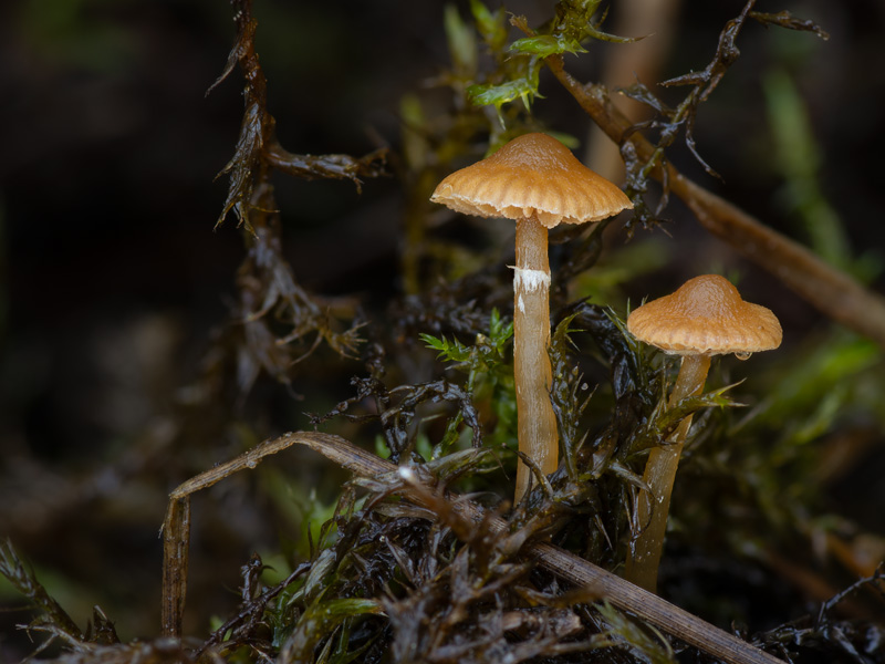 Galerina jaapii